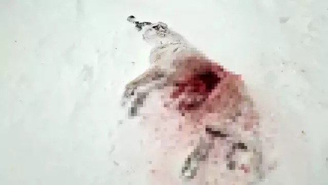 dagda ac kalan kurtlar koyun kabusu oldu 19481722 o