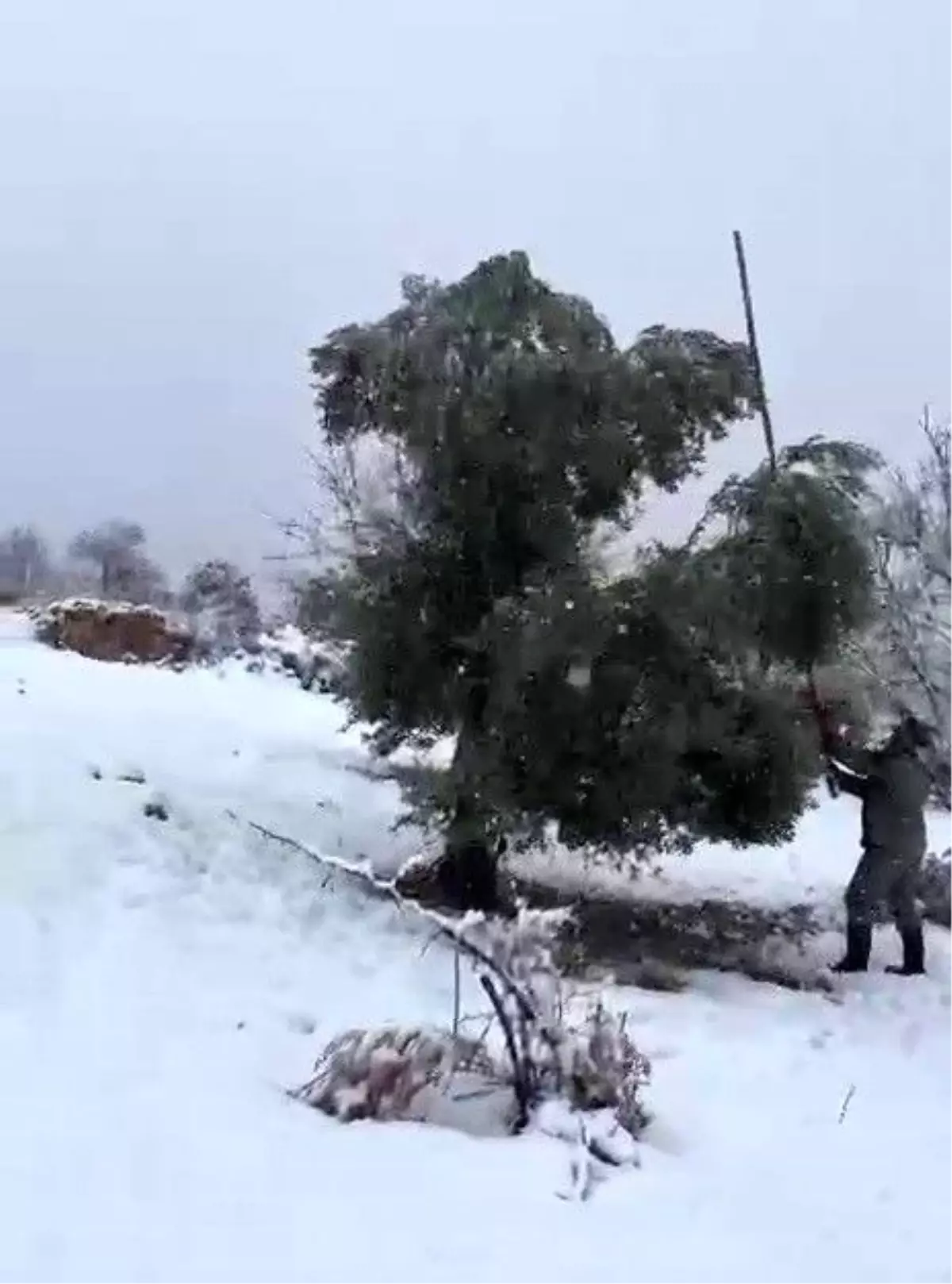 Kar ağırlığına dayanamayan ağaçlar zarar gördü