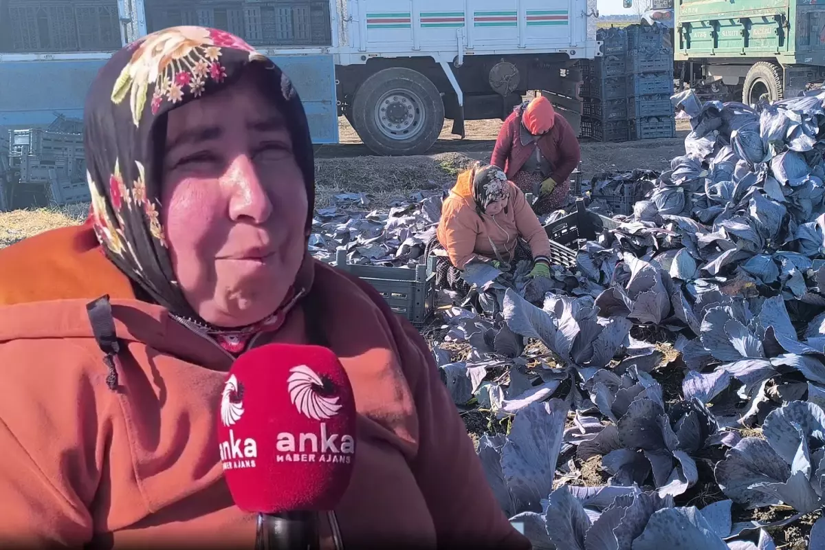 Lahana tarlasında çalışan işçinin sözleri yürekleri dağladı