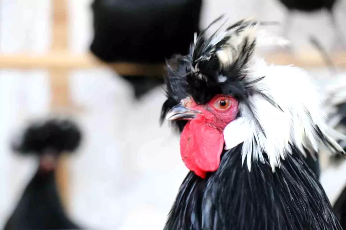 Mermer fabrikasında egzotik mesai: Farklı ırklardaki tavuklar burada yetişiyor