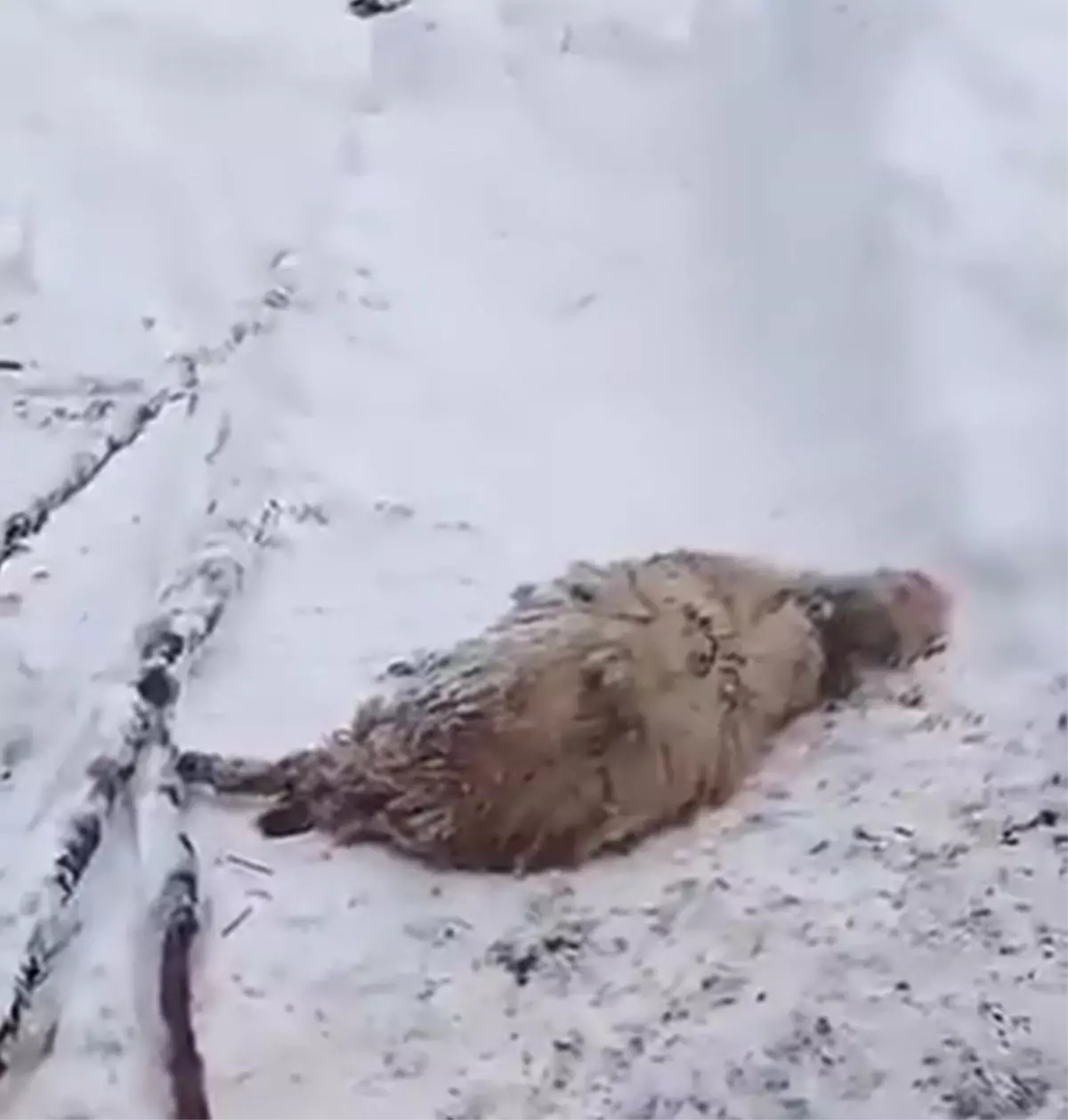 Ordu'da kardan çatısı çöken ağıldaki 7 koyun öldü