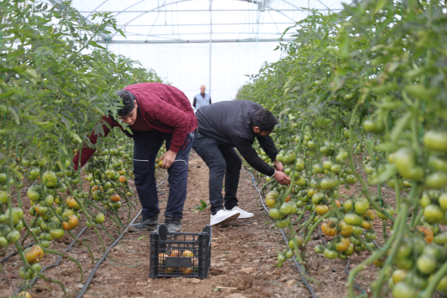 sehirde asgari ucreti birakip koyde kendi 19484434 6936 m