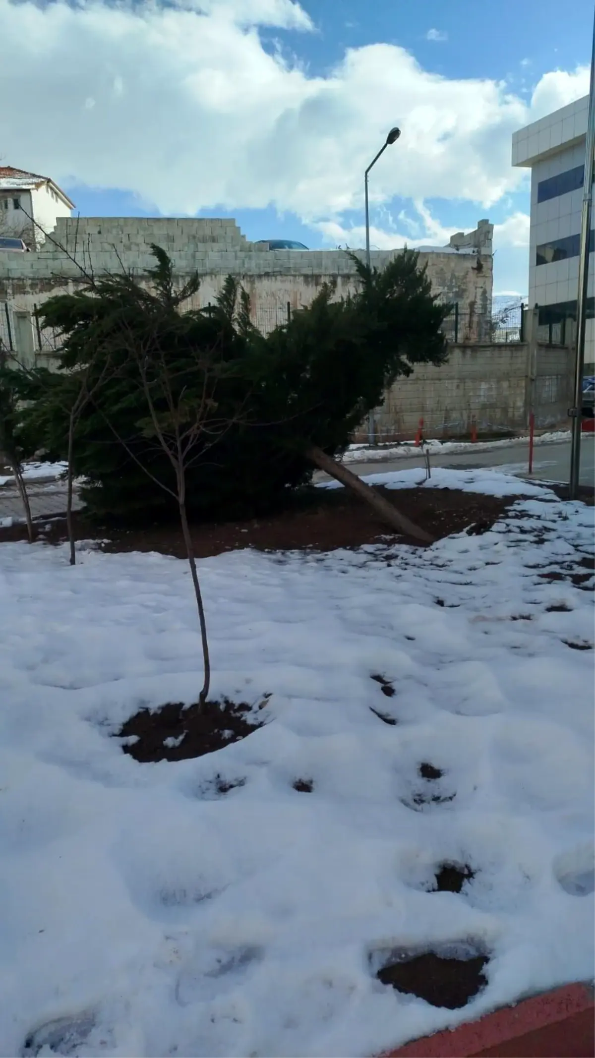 Şiddetli rüzgar hastane bahçesindeki çam ağacını devirdi