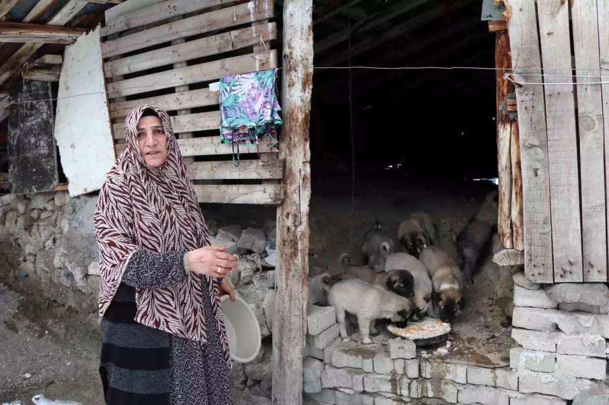 Sokak köpeği 10 yavru doğurdu, sahip çıkan kadın çaresiz kaldı