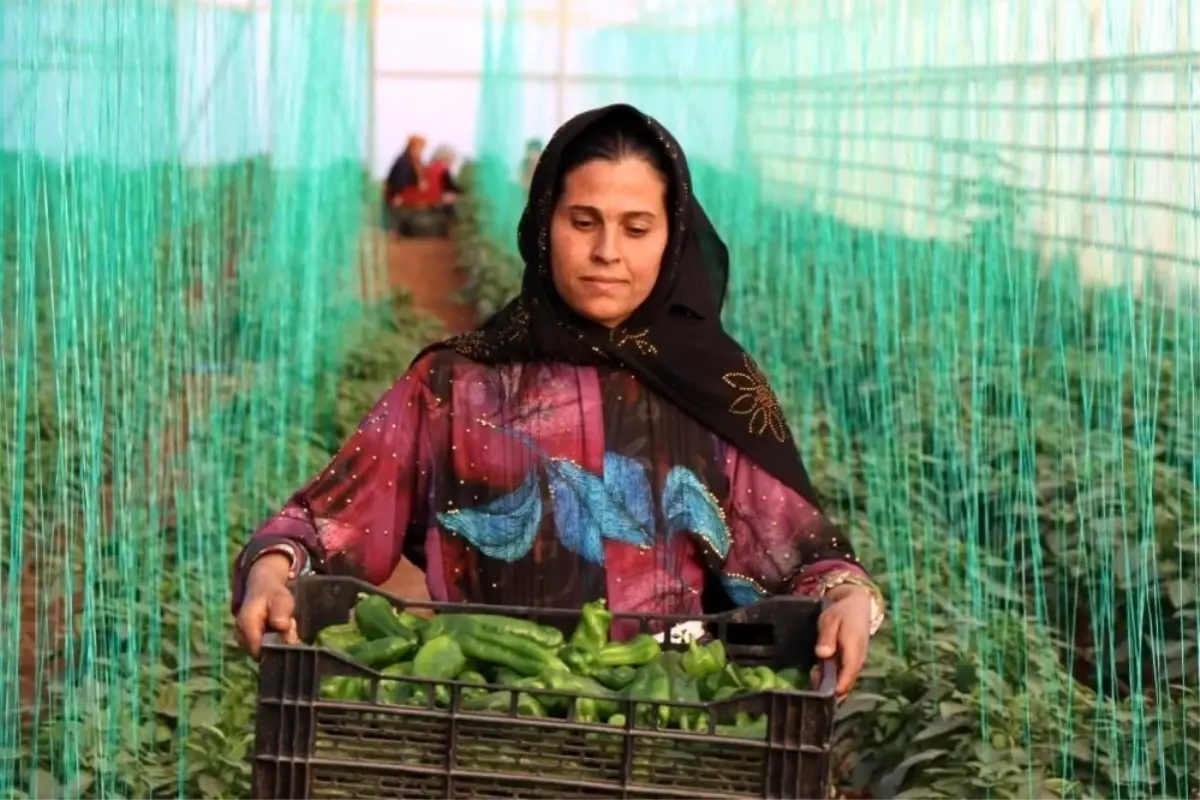 Tarım-GFE yıllık yüzde 34,24 arttı