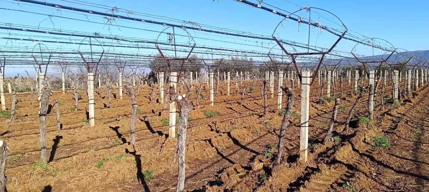 Üzüm üreticisi yenilik peşinde