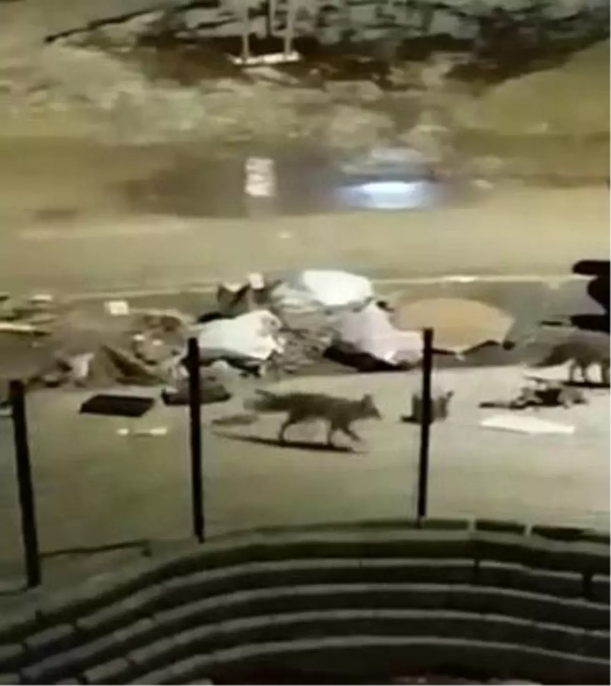 Aç kalan tilkiler yerleşim yerlerine indi