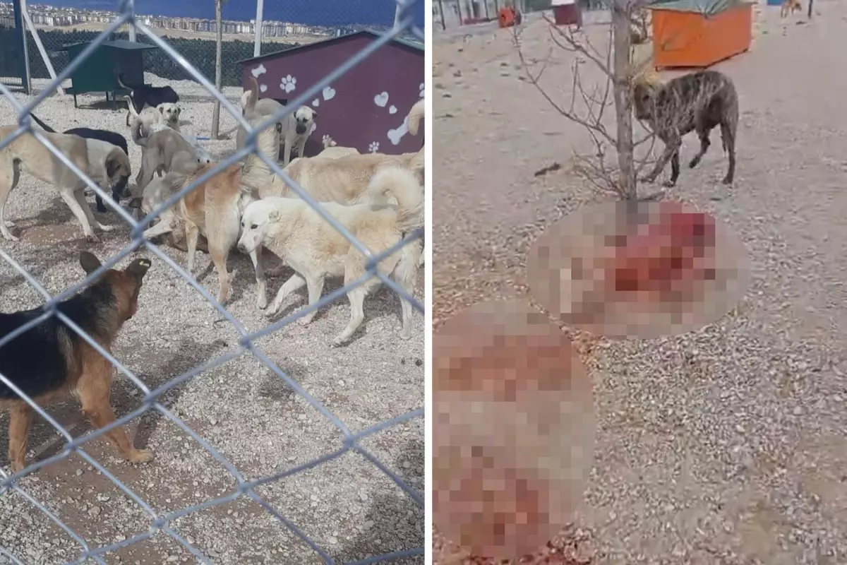 Barınakta aç ve susuz bırakılan köpeklerin birbirini parçaladığı iddiası