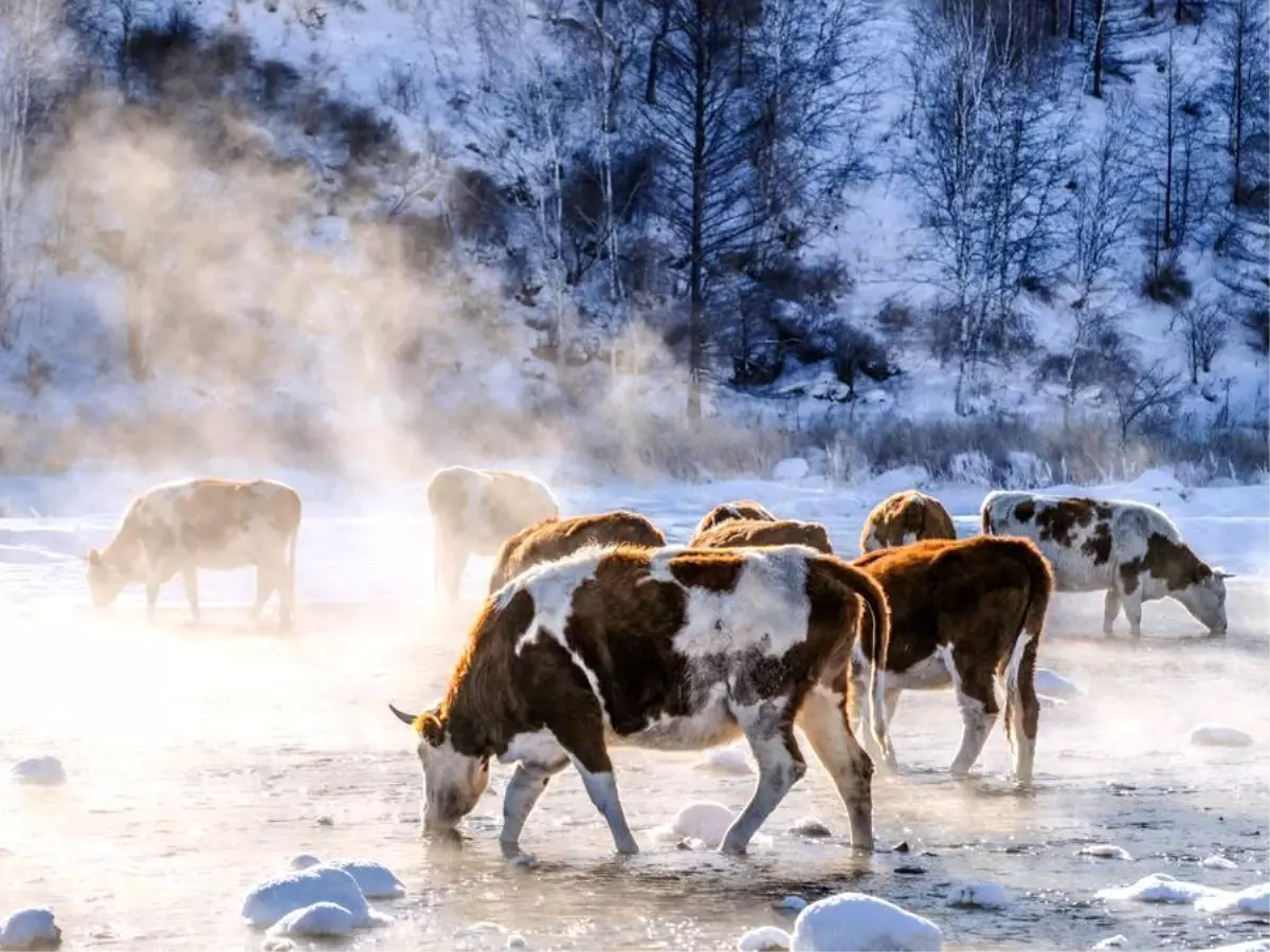 Çin'in İç Moğolistan Bölgesinde Sığır Eti Üretimi 1 Milyon Tonu Aşarak Rekor Kırdı