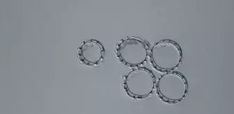 Erzincan'daki Göyne Barajı soğuk havanın etkisiyle dondu