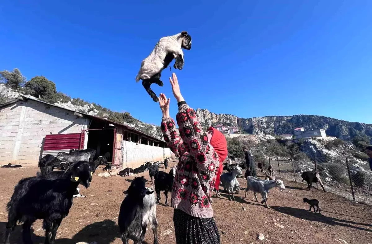 Yörük Kızı Hayvancılıkla Kültürünü Yaşatıyor