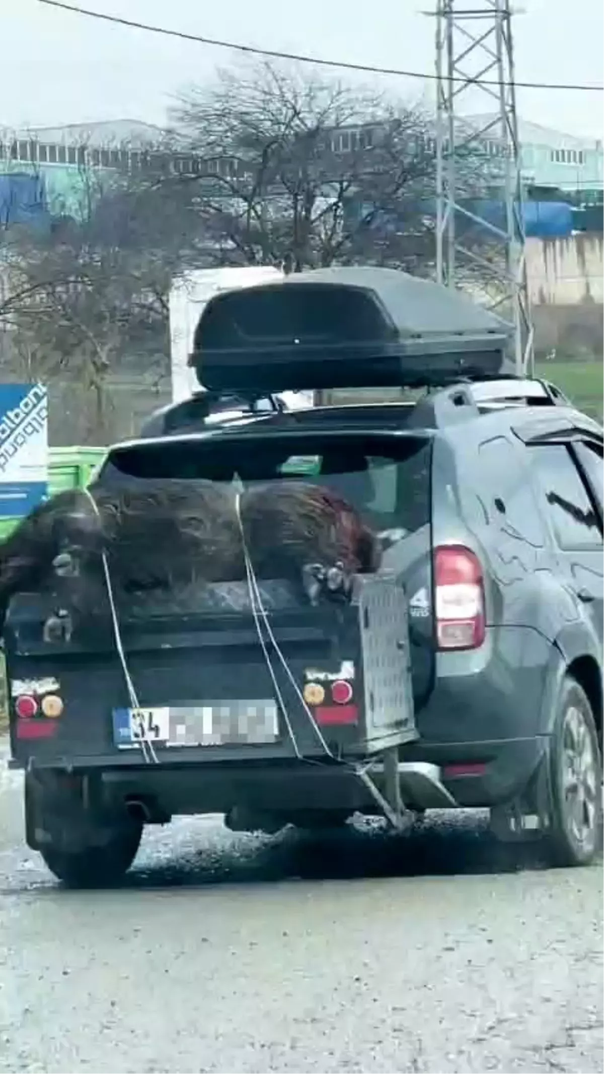 Ölü domuzu aracın arkasında taşıdılar