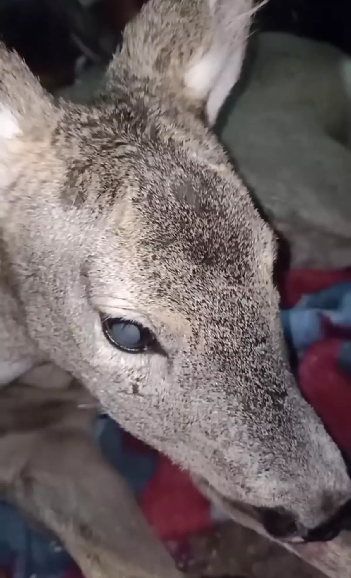 Yaralı Karaca Evde Bakıldı, Görüntülendi