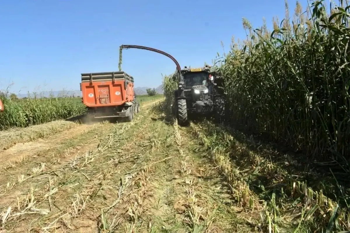 Aydın'da kaba yem üretimi artıyor