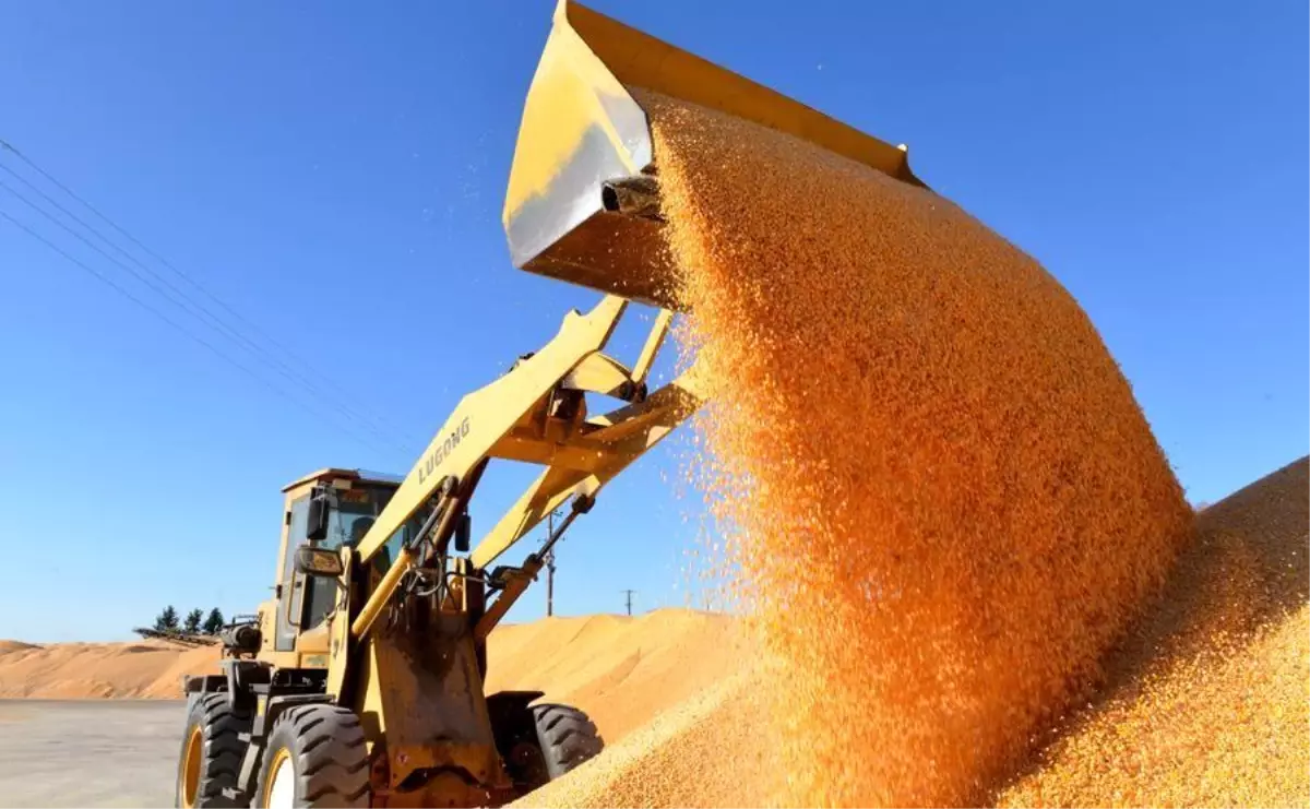 Çin'in Tahıl Üretimi 2025'te Yaklaşık 715 Milyon Tonla Rekor Kırdı