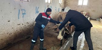 İskilip'te hayvan hastalıklarıyla mücadele kapsamında aşılama çalışmaları sürüyor