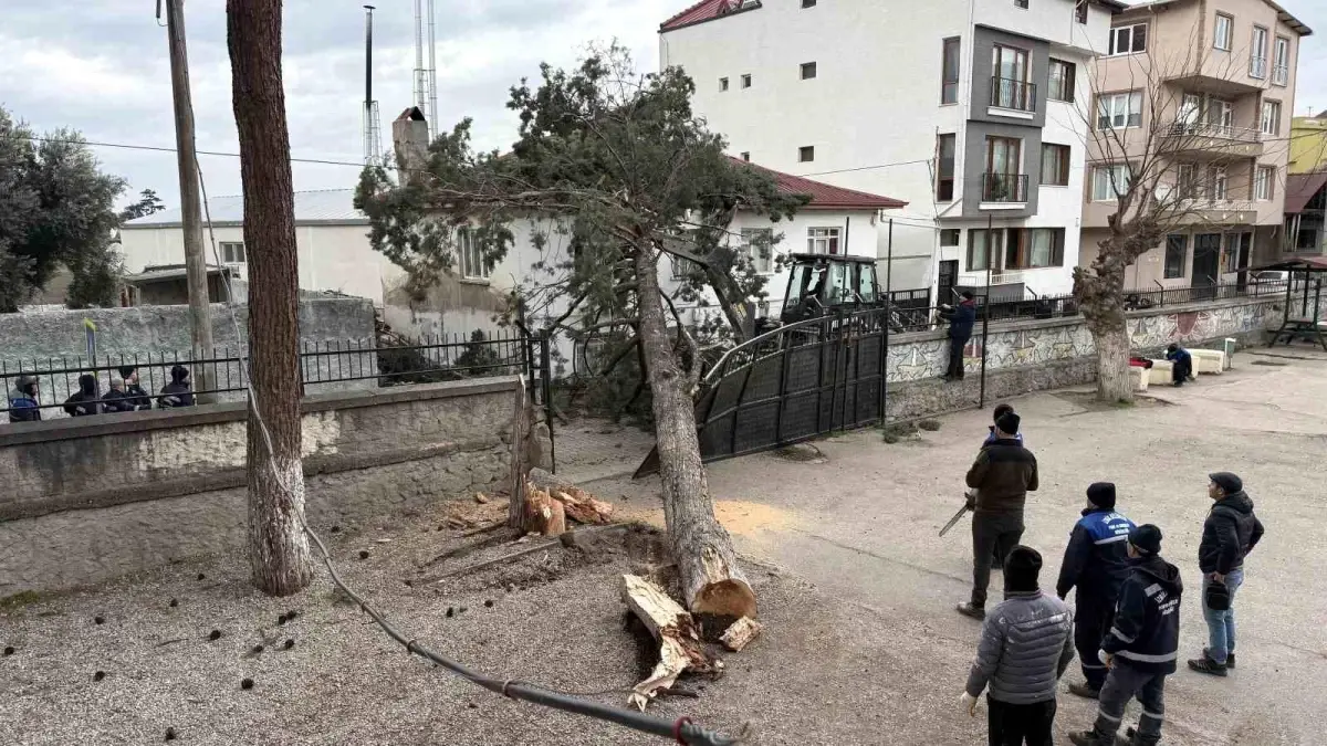 İznik'te okulların tatil olması faciayı önledi..Dev ağaç okul bahçesine devrildi