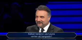 Kalkan balığının yavrusuna verilen ad hangisidir?