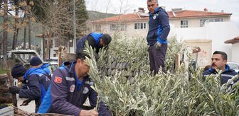 Muğla'da üreticilere zeytin ve ceviz fidanı desteği