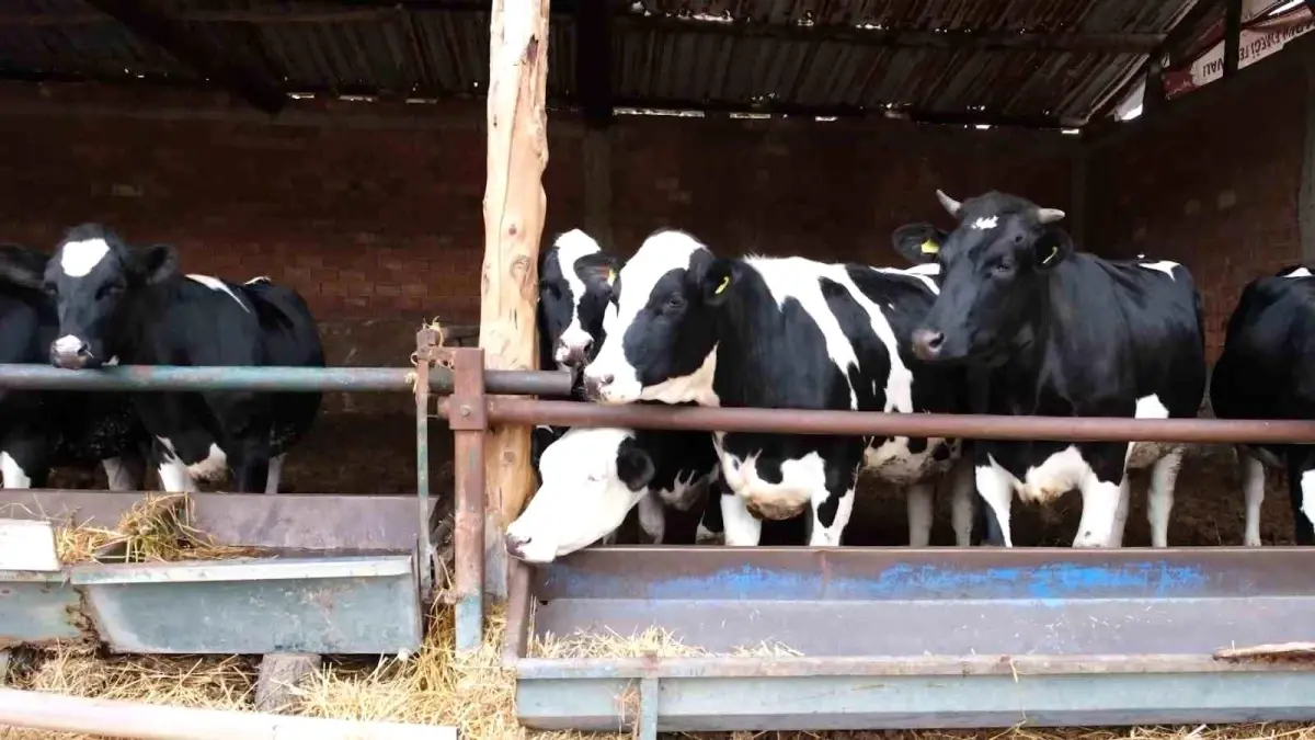Bakanlık pilot il olarak Amasya'dan başlattı: Süt ineklerinden etçi buzağı elde edilecek
