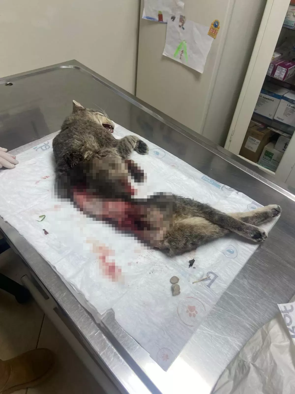 Bodrum'da kedi, derisi yüzülmüş, kuyruğu kesilmiş halde ölü bulundu