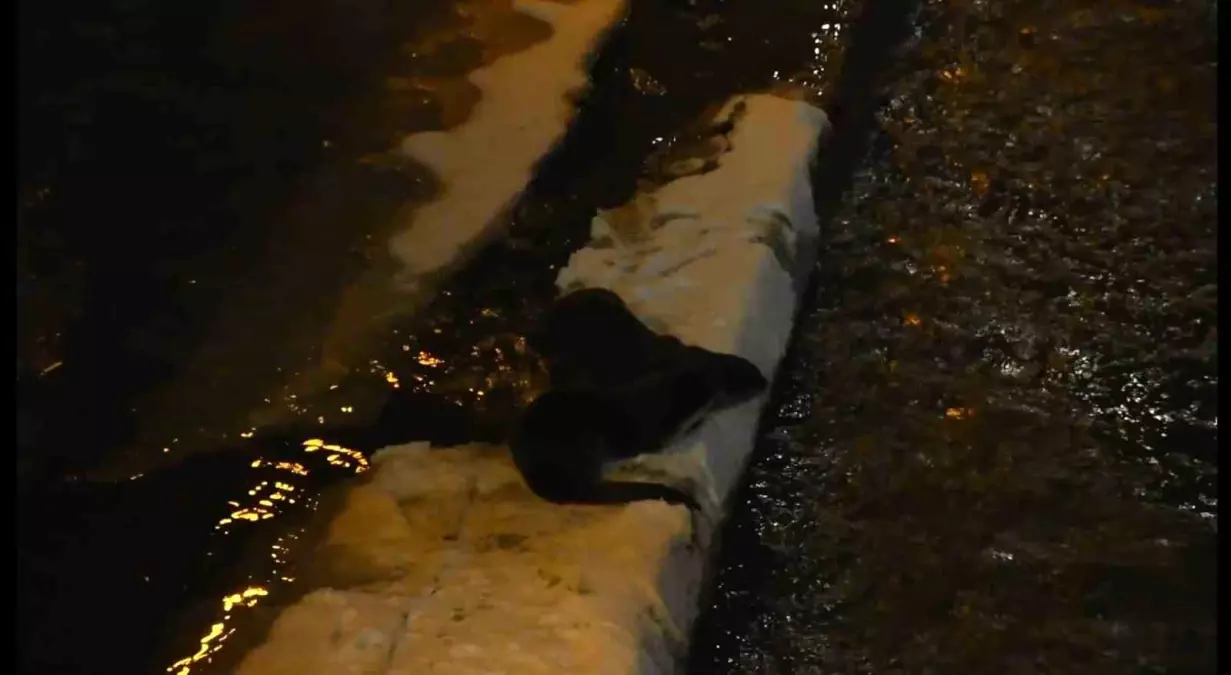 Harşit Çayı'nda nesli tehlike altındaki su samurları görüntülendi