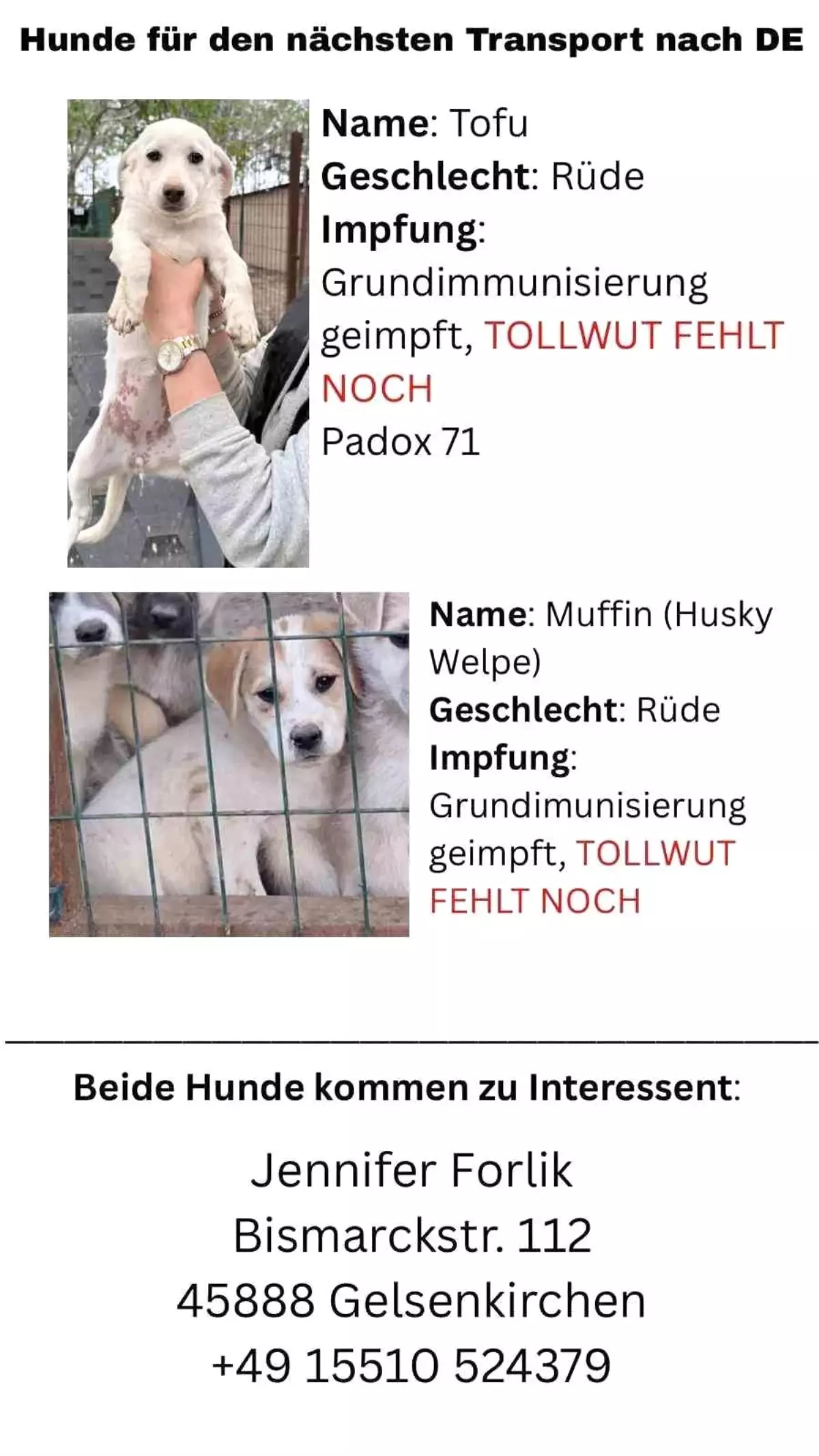 Hayvan severlerden, hayvan kaçakçılığı iddiası