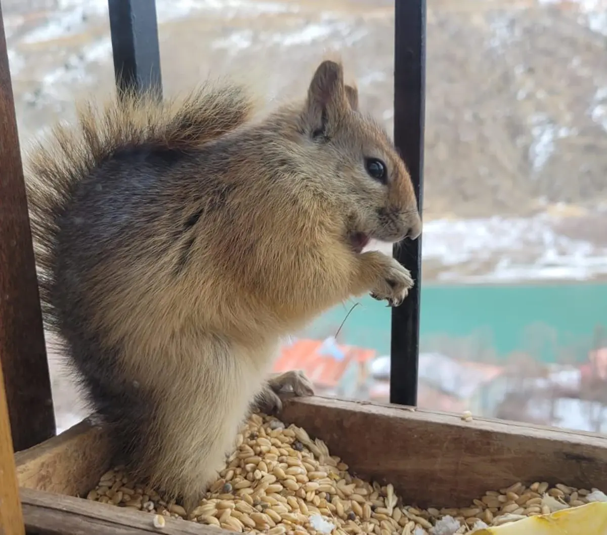 Her gün penceresine gelen sincabı besliyor