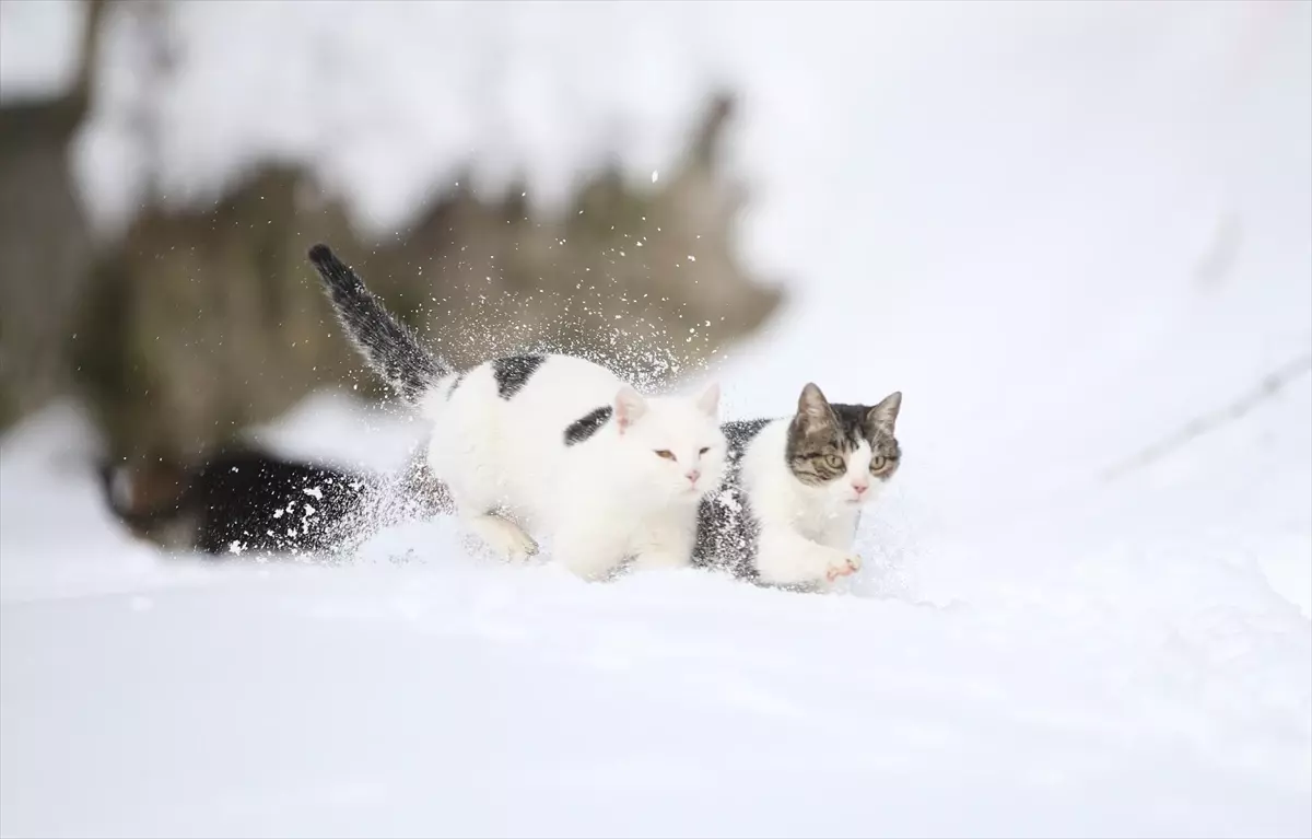 Kastamonu'da kar nedeniyle yiyecek bulamayan kedileri köy imamı besliyor