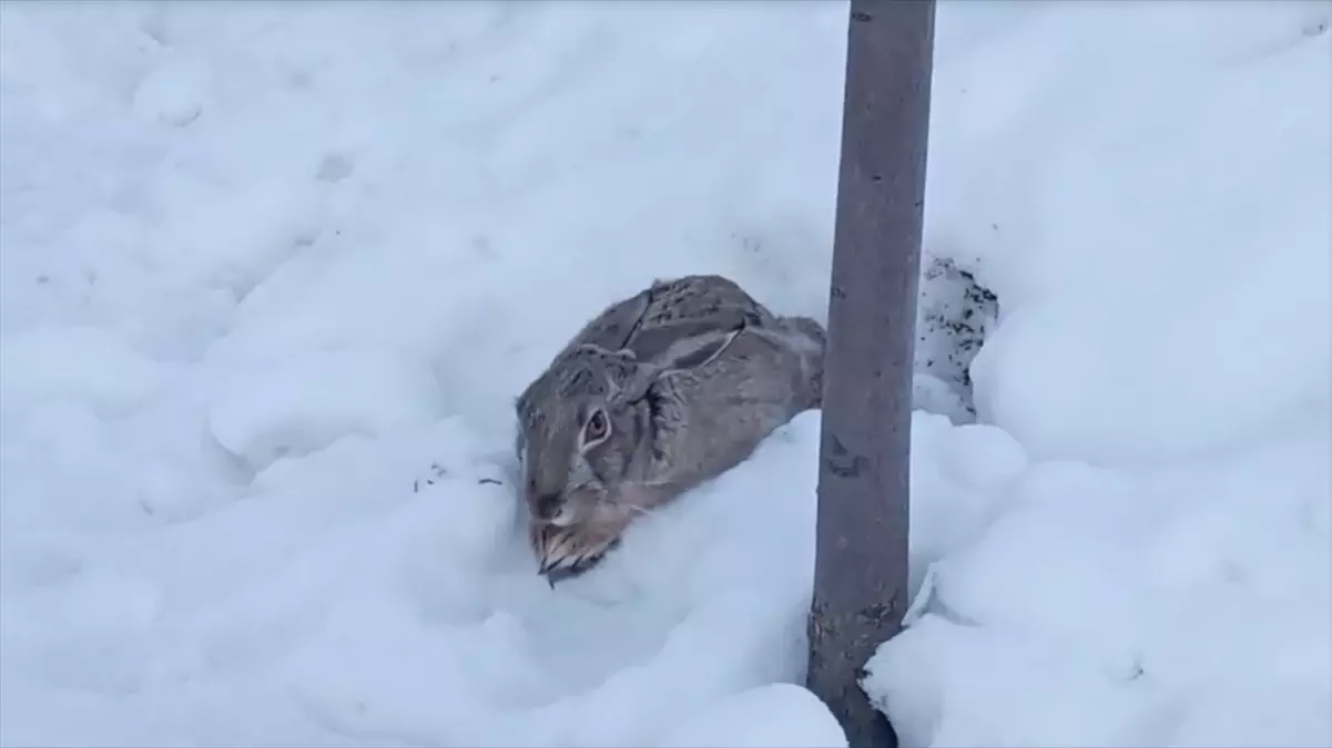 Malatya'da kar nedeniyle yiyecek bulamayan yaban tavşanı okul bahçesinde görüntülendi