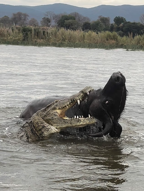 nefes kesen anlar timsahin saldirdigi bufalo 19495720 3632 m
