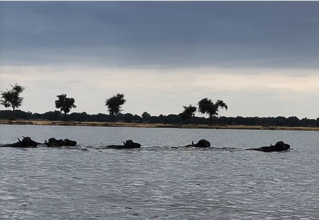 nefes kesen anlar timsahin saldirdigi bufalo 19495720 4991 m