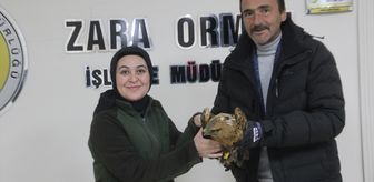 Sivas'ta soğuktan bitkin düşen kızıl şahine esnaf sahip çıktı