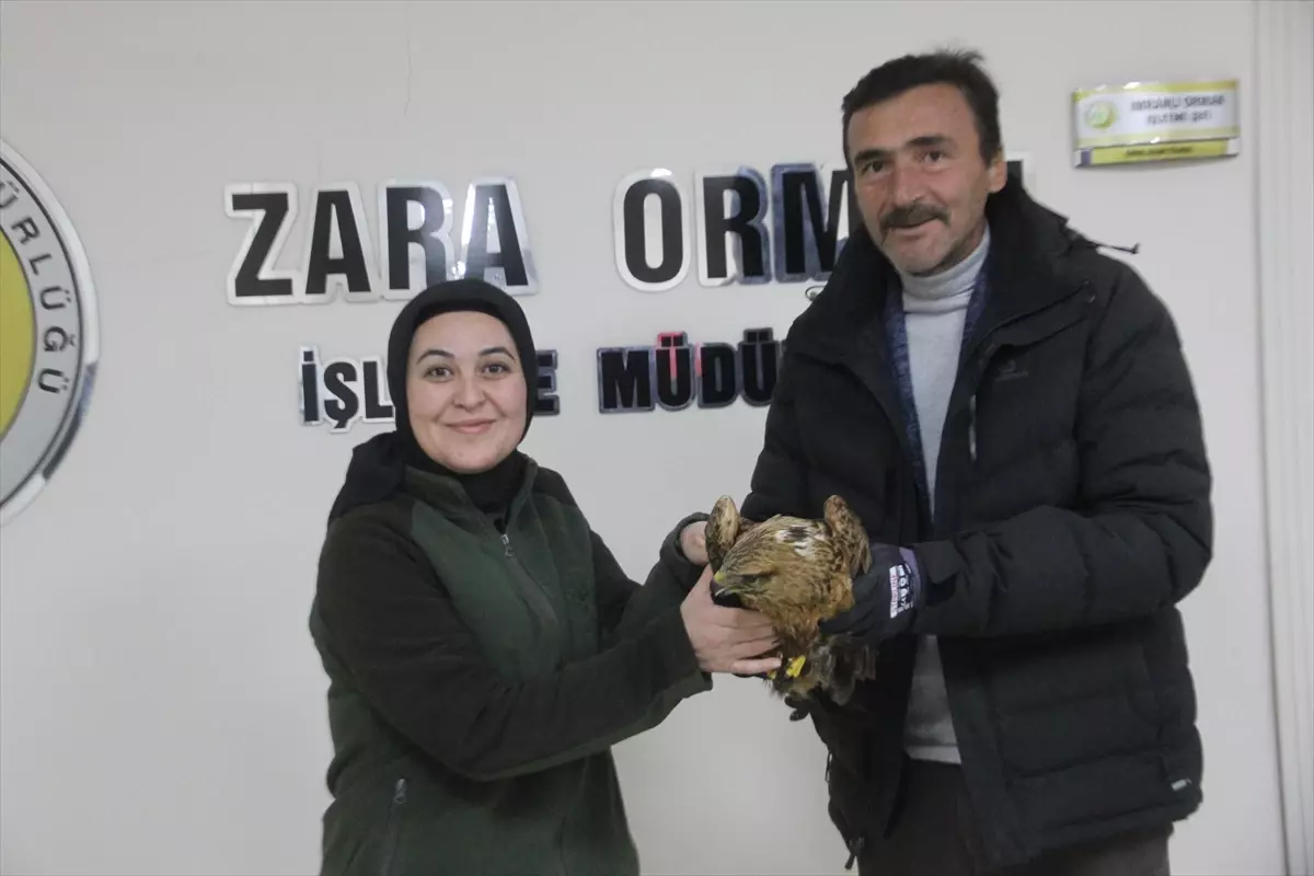 Sivas'ta soğuktan bitkin düşen kızıl şahine esnaf sahip çıktı