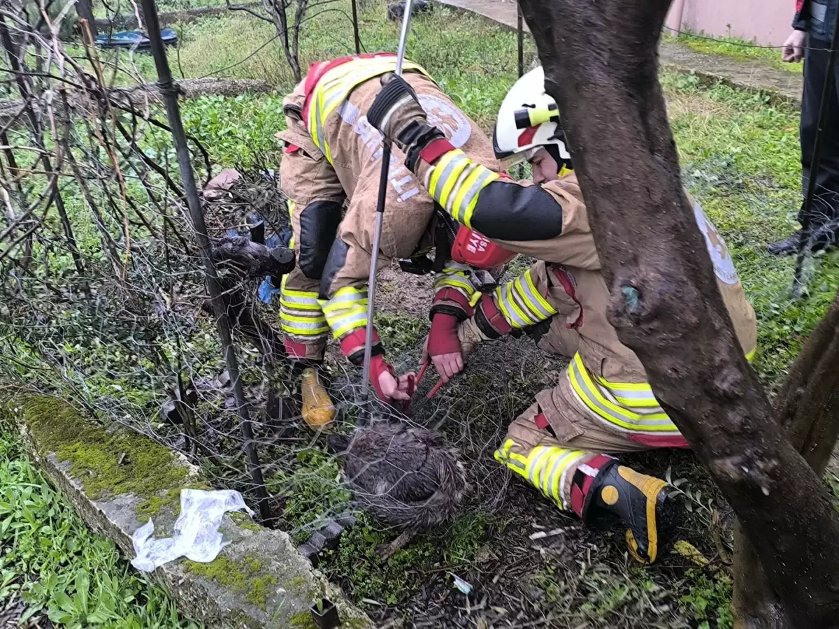 Tel örgüye sıkışan tilki kurtarıldı