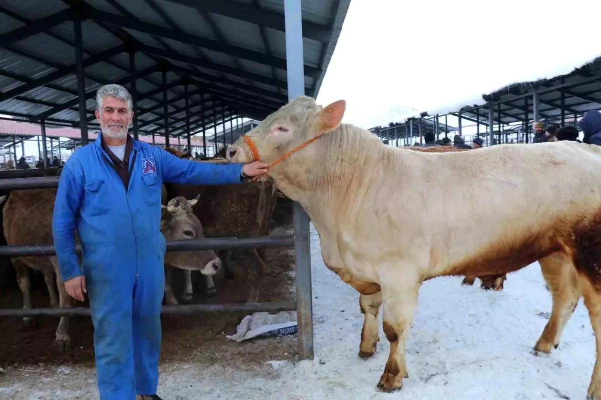 Eksi 15'de hayvan pazarı kuruldu