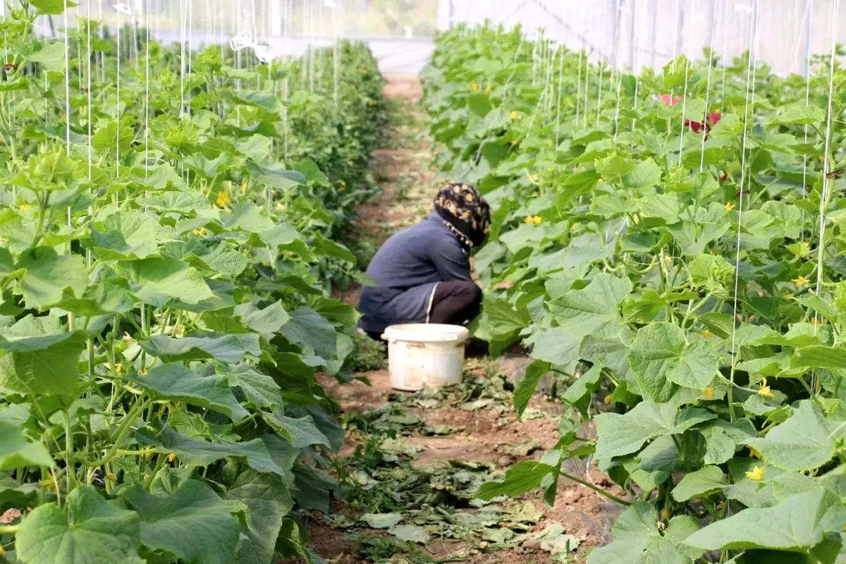 Erzincan'da kadın çiftçilere yüzde 50 hibeli sera desteği