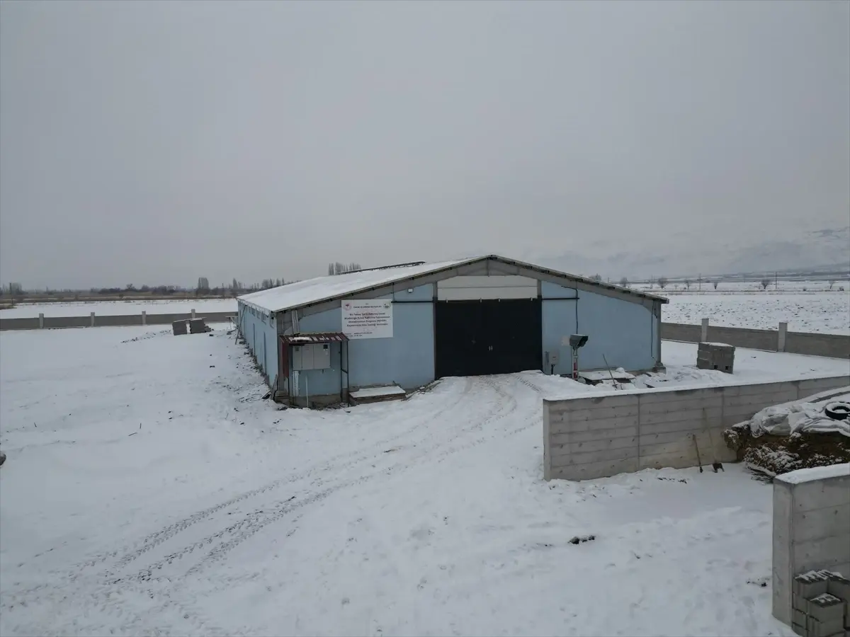 Erzincanlı genç girişimci devlet desteğiyle geleneksel hayvancılıktan modern üretime geçti