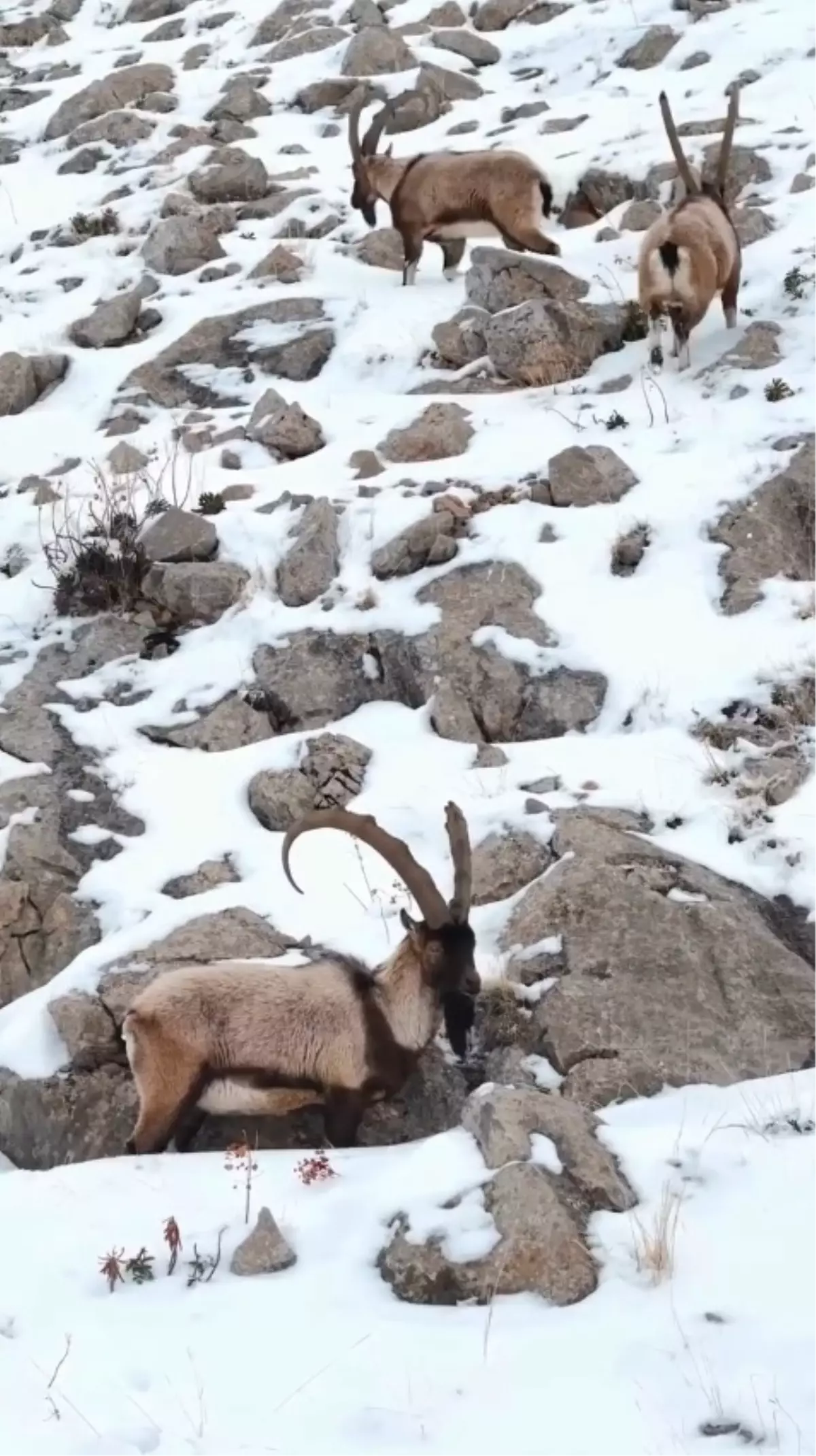 Niğde'de Karlı Aladağlar'da Gezen Yaban Keçileri Dronla Görüntülendi