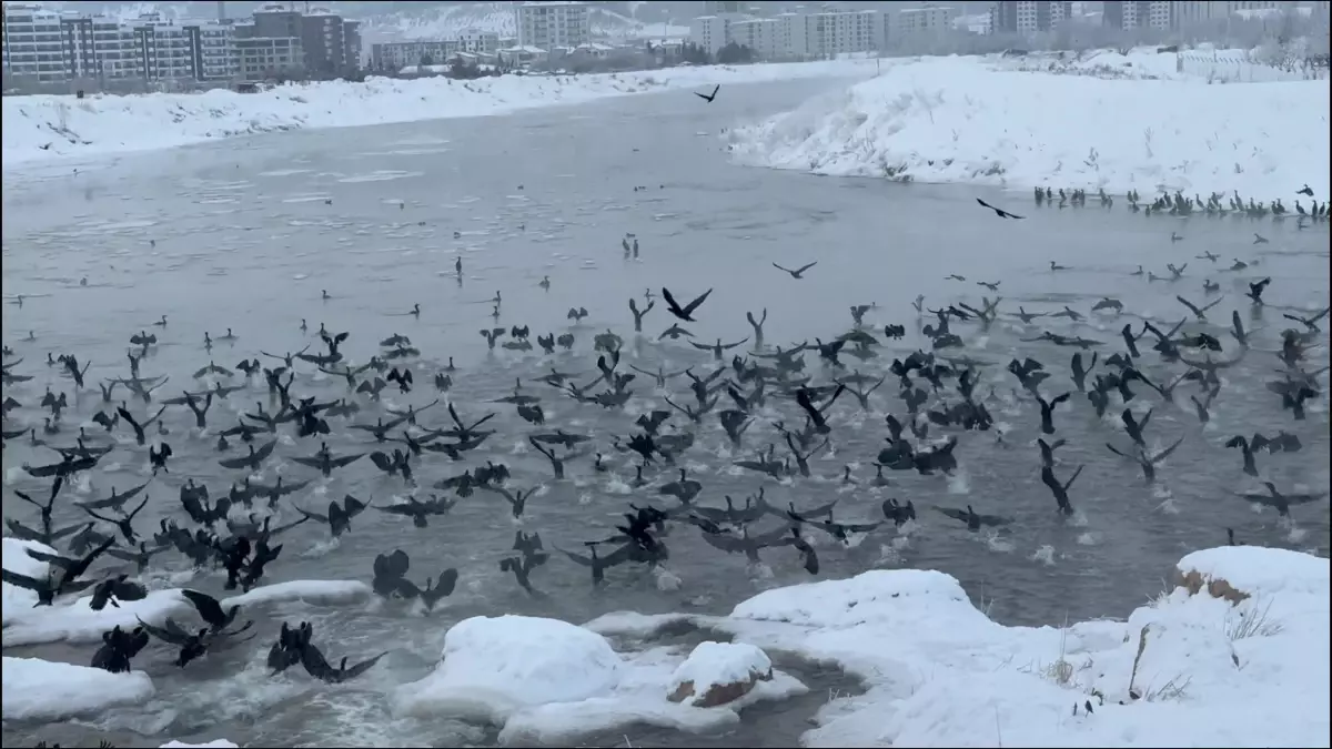 Sivas'ta Karabataklar Kızılırmak Nehri'ni Mesken Tuttu