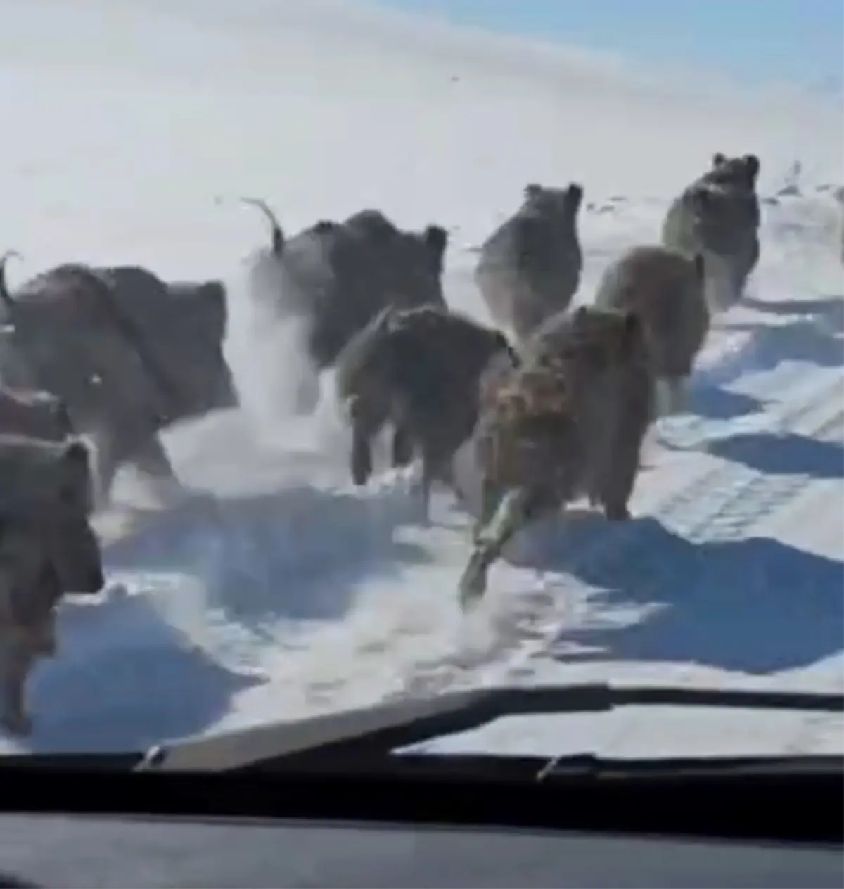 Van'da Yiyecek Sıkıntısı Çeken Domuzlar Kırsal Mahalle Yakınlarına İndi