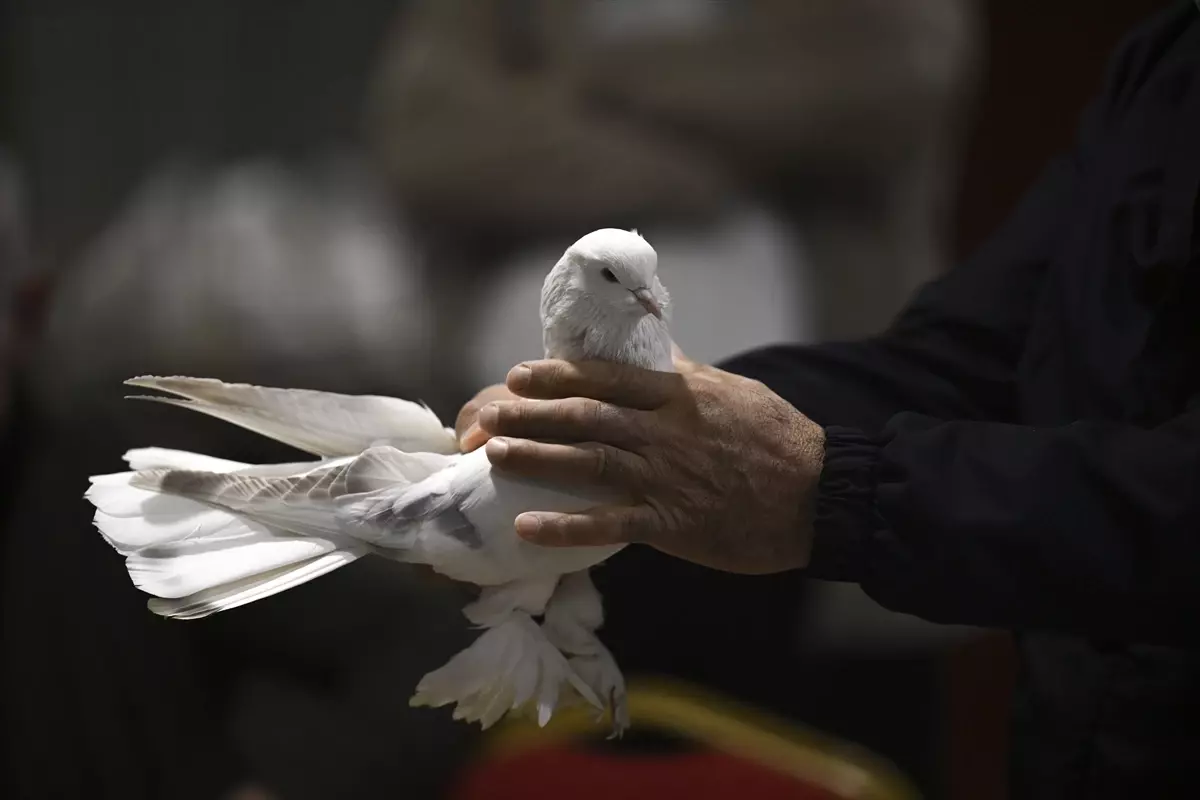 Ankara'da '24. Uluslararası Şebap Güvercin Festivali' düzenlendi