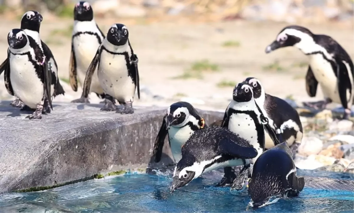 Grönland'da penguen var mı, yok mu?