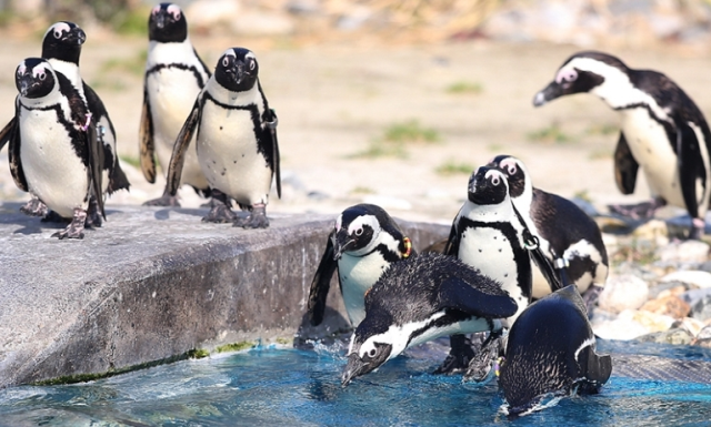 Grönland'da penguen var mı, yok mu?