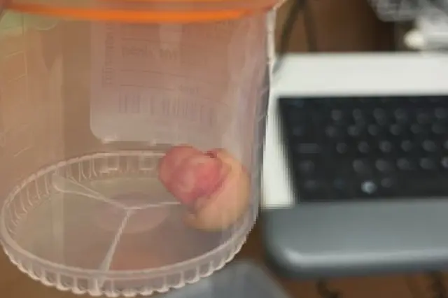 ice karsiti protestolarda soke eden olay 19500330 6630 m