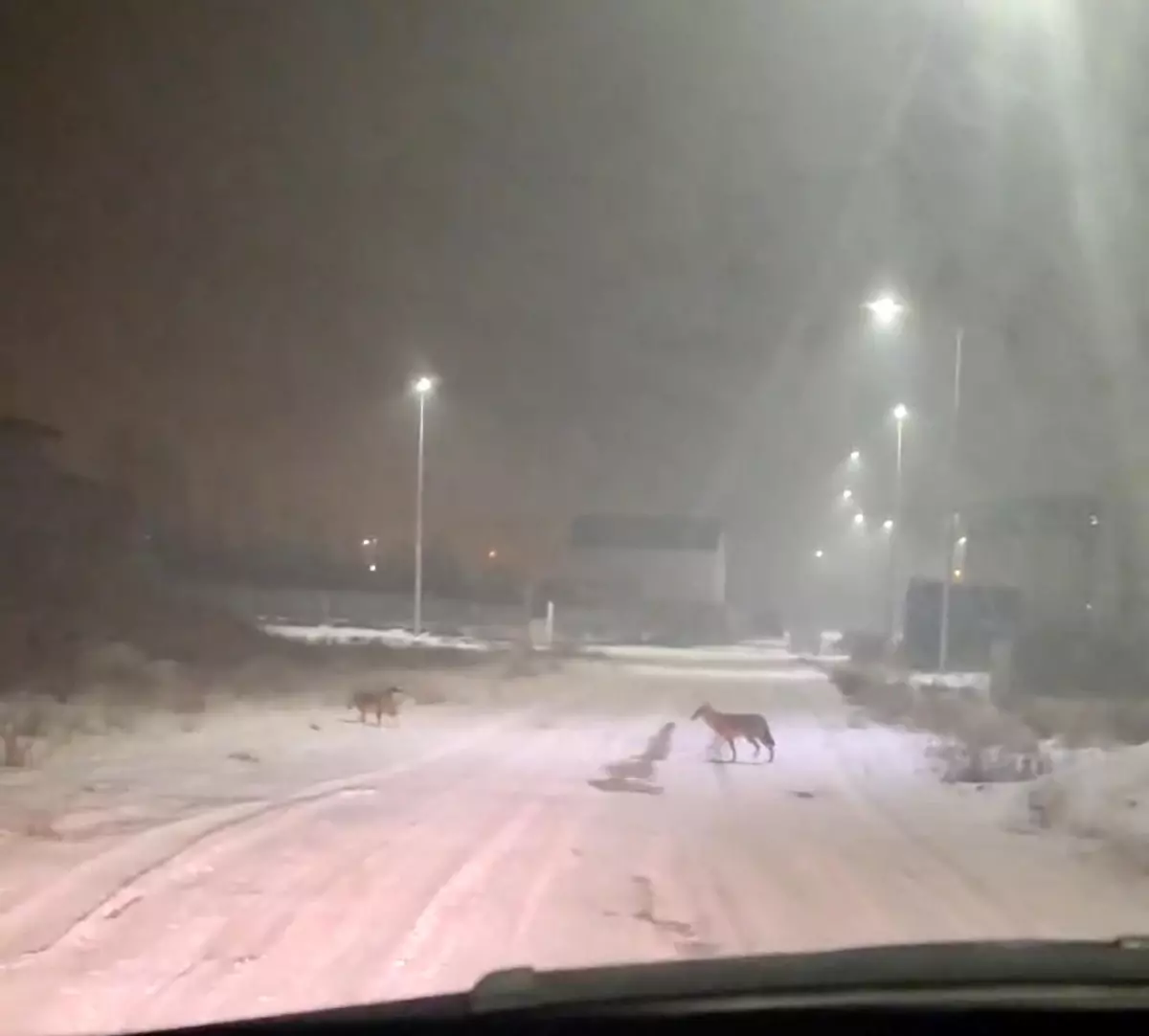 Iğdır'da kurtlar yerleşim yerlerine indi