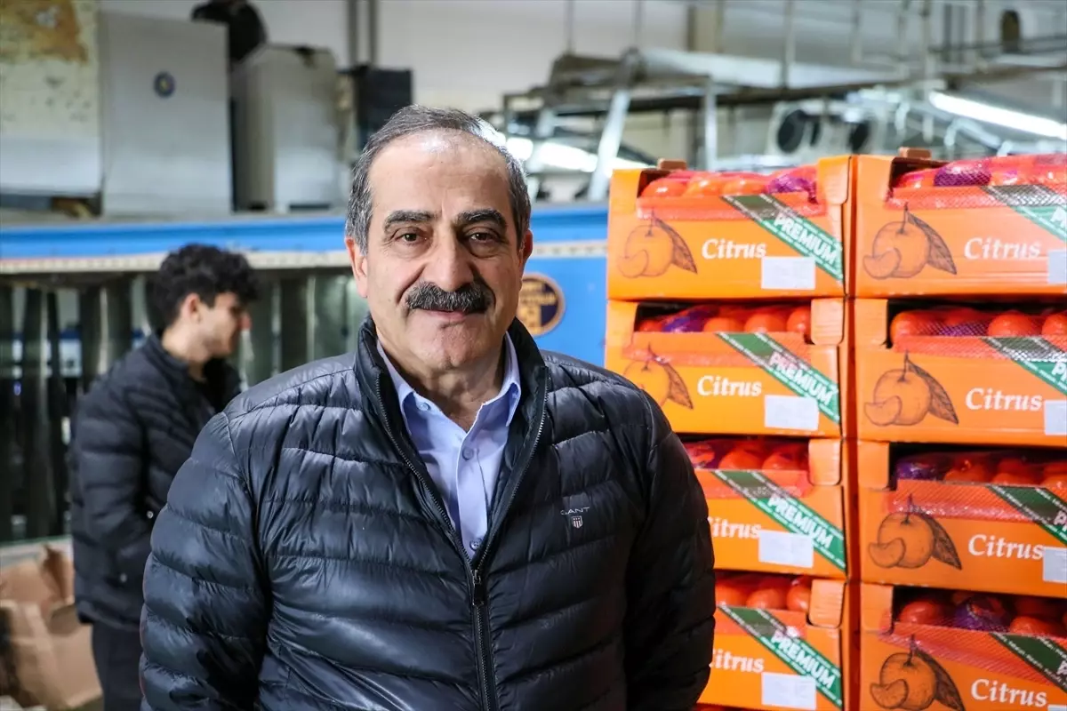 Narenciye ihracatı 2025'te Türkiye'ye 1 milyar 477 milyon 58 bin dolar kazandırdı