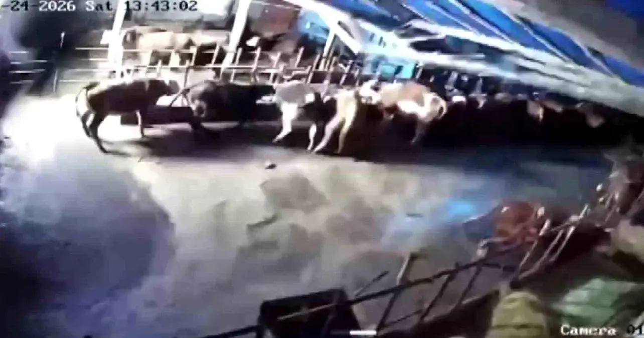 Sivas'ta ahır çöktü, o anlar güvenlik kamerasına yansıdı