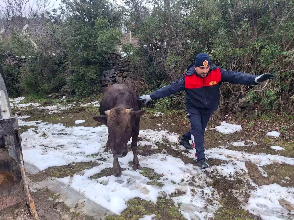Tokat'ta su kuyusuna düşen inek kurtarıldı