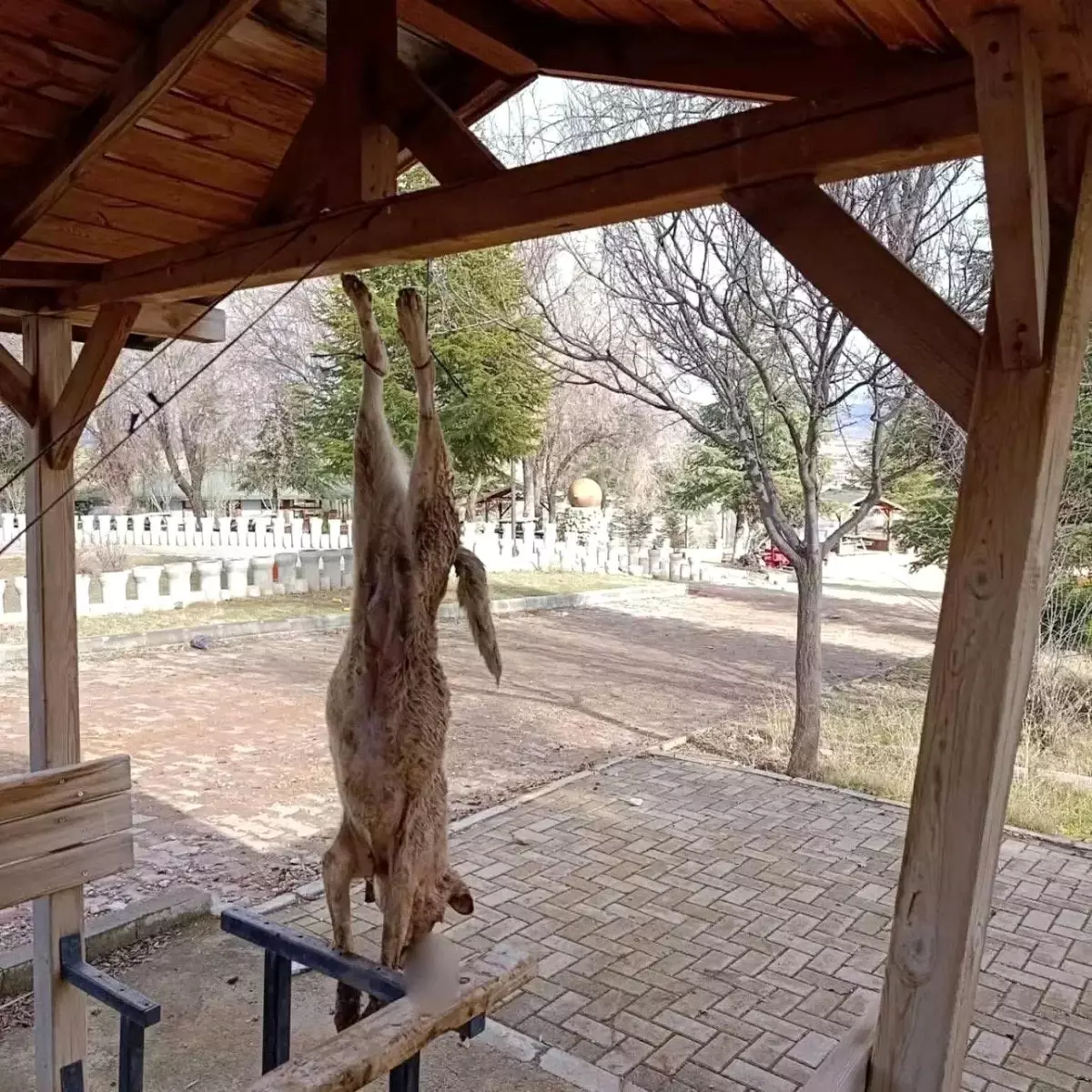 Afyonkarahisar'da öldürülen köpekle ilgili çok yönlü soruşturma